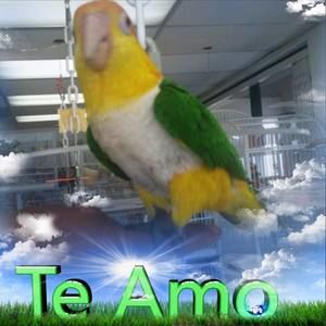 Meet your Posher, Miguel